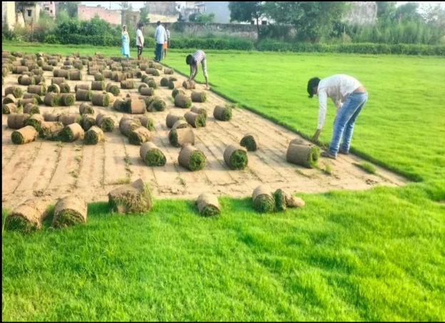 Lawn Plant Per Squere Feet